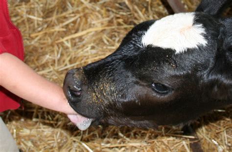 calf suck man|Cute calf is giving this guy a great blowjob